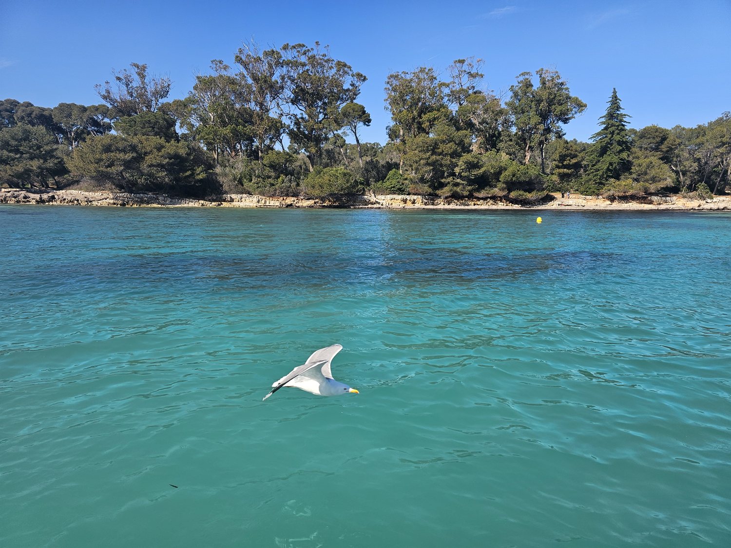 Un goéland rase l'eau turquoise devant le rivage boisé